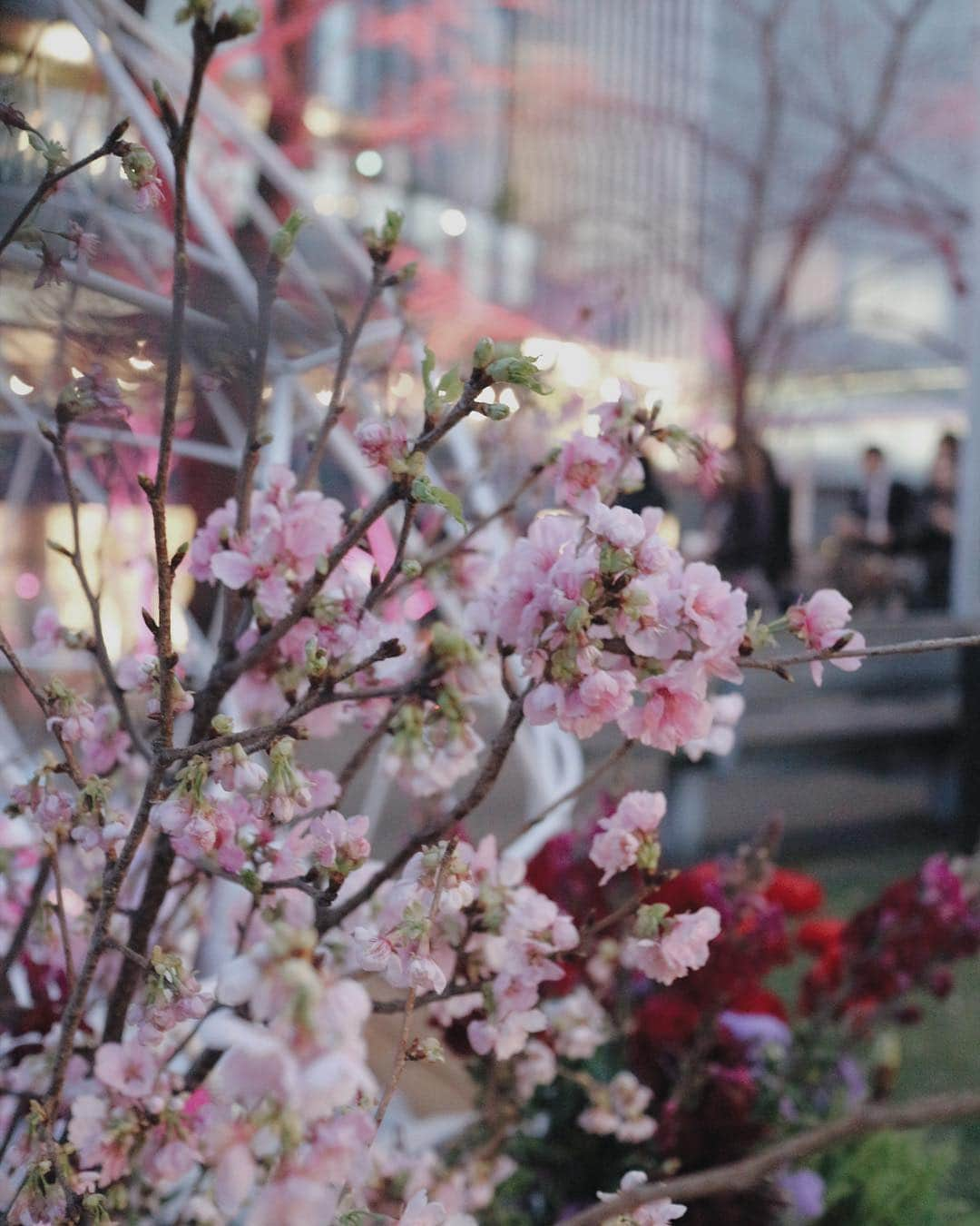 李 雨瀟さんのインスタグラム写真 - (李 雨瀟Instagram)「夜桜🌸🌉 .  今日は六本木東京ミッドタウンガーデンで行われてる「CHANDON BLOSSOM LOUNGE 」のオープニングセレモニーに来てるよっ♡もうお花見の季節かぁ〜☺️ . 4月14日までの期間限定で開催してるので是非皆さんも行ってみてください♡とっても綺麗ですよ☺️🌸💞 . . #cherryblossom #party #midtown #お花見シャンドン #お花見 #桜 #🌸 #OHANAMICHANDON #六本木 #ミッドタウン」3月14日 19時00分 - yuisho_ri