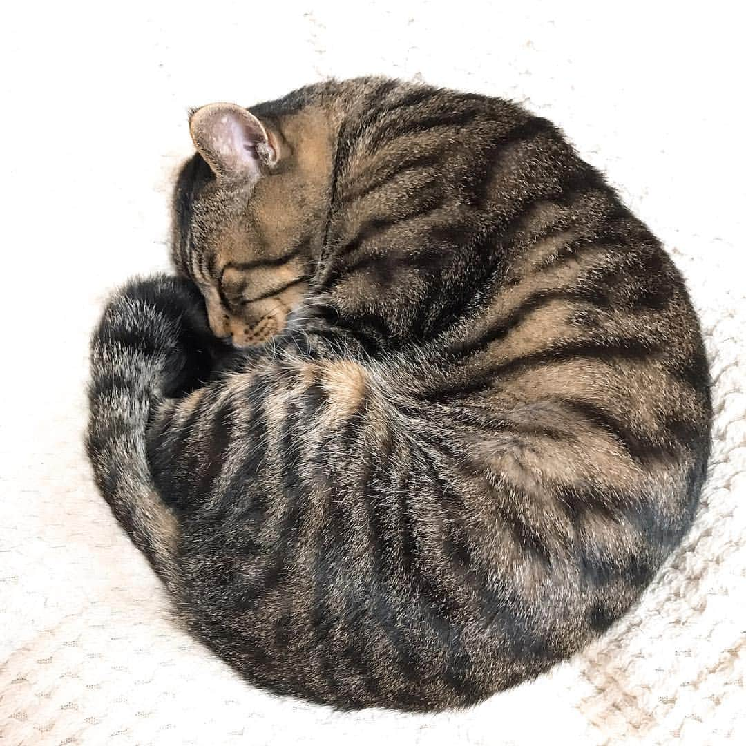 Musashiさんのインスタグラム写真 - (MusashiInstagram)「夕方ムサシさん。まるまるお昼寝。Curl up.🌀 #musashi #mck #cat #キジトラ #ムサシさん #musashi_the_cat #ねこすたぐらむ」3月14日 19時00分 - _daisy