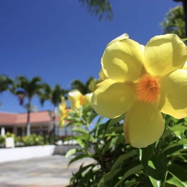 カヌチャリゾートさんのインスタグラム写真 - (カヌチャリゾートInstagram)「.⠀ 🌸ハナナフォトコンテストに参加しよう🌸⠀ カヌチャ敷地内に咲くお花のひとつ、アラマンダの花言葉は「恋に落ちる前」、「永遠の幸せ」、「楽しい追憶」などがあります🌼⠀ インスタ投稿の際は「#カヌチャのハナナ2019」を忘れずに！⠀ @kanucha_resort⠀⠀ ⠀ #カヌチャ⠀ #kanucha⠀ #リゾート⠀ #resort⠀ #カヌチャリゾート⠀ #沖縄⠀ #okinawa⠀ #アラマンダ⠀ #花⠀ #花言葉」3月14日 19時00分 - kanucha_resort