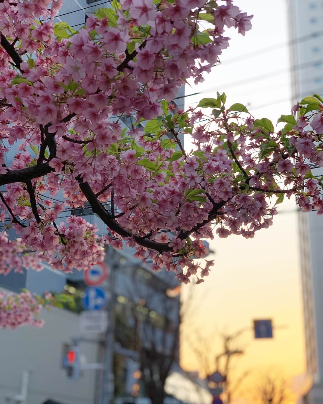 川田御早希さんのインスタグラム写真 - (川田御早希Instagram)「夕方桜 だいぶ日が長くなりましたね！ もうすぐ春分の日  #早咲きの桜  #夕陽 #夕方桜  #日が長くなったよね  #引き寄せ #上機嫌 #いい気分 #今幸せでいよう」3月14日 18時55分 - misaki_kawada