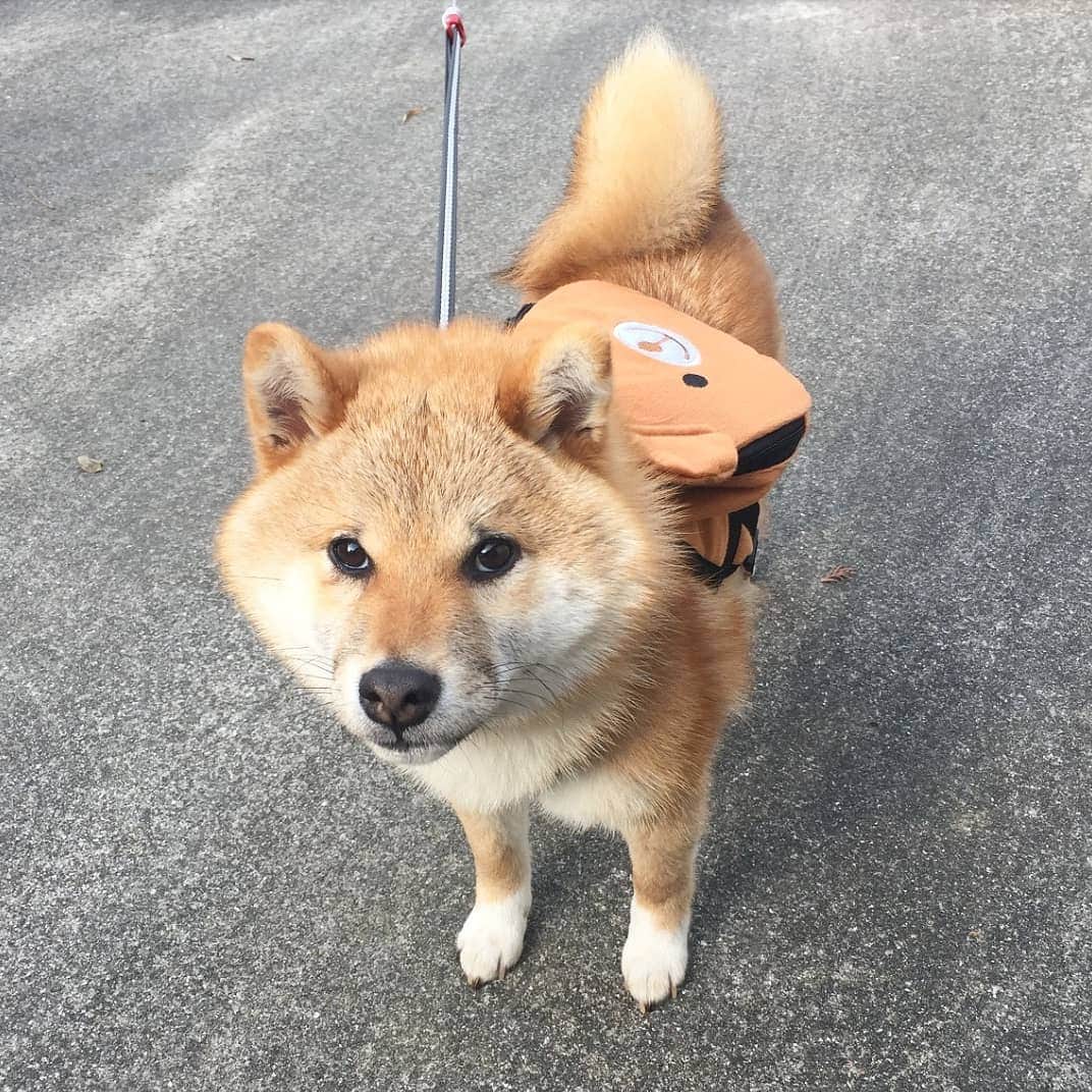 柴犬たま Shibainu Tamaさんのインスタグラム写真 - (柴犬たま Shibainu TamaInstagram)「🍀蔵出し映像リターンズ🍀 ミケしゃんが世界一くまちゃんリュックが 似合うと自負しております(笑) * Caption trans🇬🇧 🍀 Memory clip returns 🍀 I believe a backpack of a bear to be most suitable for Meekeh(lol) * #たま家族 #柴犬ミケ #ミケしゃんの靴下 #蔵出し映像 #蔵出し映像リターンズ #くまちゃんリュック #似合い過ぎる #キッズ感 #飼い主バカ #プリケツ #しっぽモフモフ #ふわもこ #かなりひし形 #後頭部フェチ #柴犬 #shiba #shibainu #shibastagram #犬 #dog #柴犬子犬 #子犬  #shibapuppy #shibainupuppy #puppy」3月14日 19時08分 - tama7653
