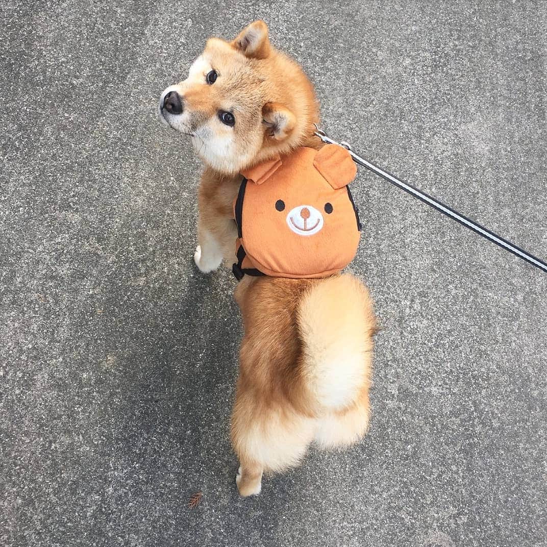 柴犬たま Shibainu Tamaさんのインスタグラム写真 - (柴犬たま Shibainu TamaInstagram)「🍀蔵出し映像リターンズ🍀 ミケしゃんが世界一くまちゃんリュックが 似合うと自負しております(笑) * Caption trans🇬🇧 🍀 Memory clip returns 🍀 I believe a backpack of a bear to be most suitable for Meekeh(lol) * #たま家族 #柴犬ミケ #ミケしゃんの靴下 #蔵出し映像 #蔵出し映像リターンズ #くまちゃんリュック #似合い過ぎる #キッズ感 #飼い主バカ #プリケツ #しっぽモフモフ #ふわもこ #かなりひし形 #後頭部フェチ #柴犬 #shiba #shibainu #shibastagram #犬 #dog #柴犬子犬 #子犬  #shibapuppy #shibainupuppy #puppy」3月14日 19時08分 - tama7653