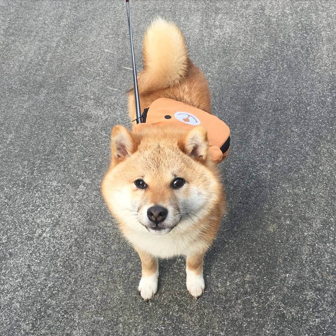 柴犬たま Shibainu Tamaさんのインスタグラム写真 - (柴犬たま Shibainu TamaInstagram)「🍀蔵出し映像リターンズ🍀 ミケしゃんが世界一くまちゃんリュックが 似合うと自負しております(笑) * Caption trans🇬🇧 🍀 Memory clip returns 🍀 I believe a backpack of a bear to be most suitable for Meekeh(lol) * #たま家族 #柴犬ミケ #ミケしゃんの靴下 #蔵出し映像 #蔵出し映像リターンズ #くまちゃんリュック #似合い過ぎる #キッズ感 #飼い主バカ #プリケツ #しっぽモフモフ #ふわもこ #かなりひし形 #後頭部フェチ #柴犬 #shiba #shibainu #shibastagram #犬 #dog #柴犬子犬 #子犬  #shibapuppy #shibainupuppy #puppy」3月14日 19時08分 - tama7653