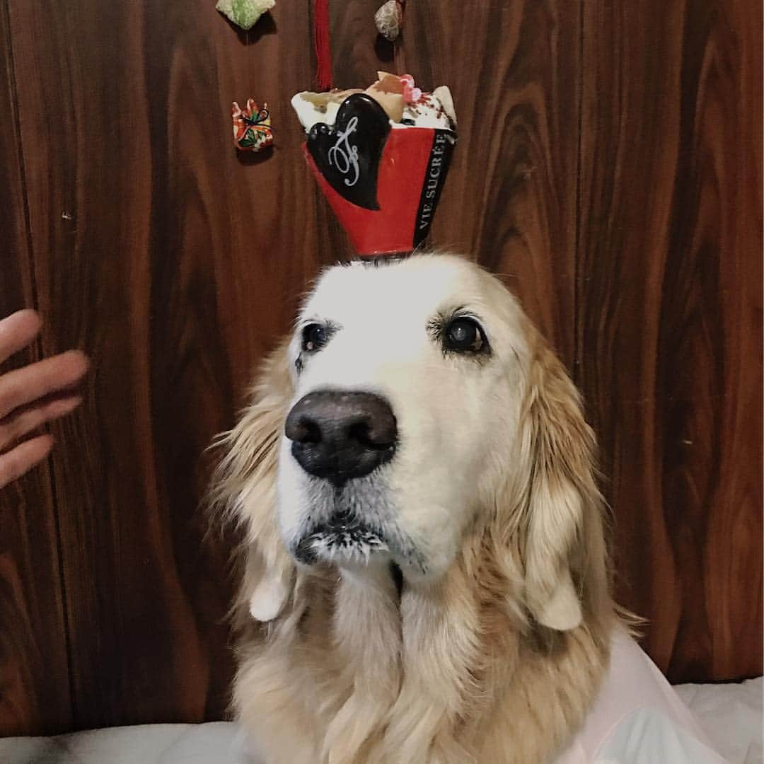 kei515yuさんのインスタグラム写真 - (kei515yuInstagram)「ホワイトデー。 Dad bought it for mom.  #dogsofinstagram #ゴールデンレトリバー #ilovegolden_retrievers #retrieversgram #petscorner #insta_animal #dog_ofinstagram #insta_dogs #gloriousgoldens #retriever #goldenretriever #犬バカ部 #igdog #gryuuko #topdogphoto #repost_ezyjp #retrieveroftheday #dogscorner #weeklyfluff #thedailygolden #dog_features #excellent_dogs #pecoいぬ部」3月14日 19時27分 - kei515yu