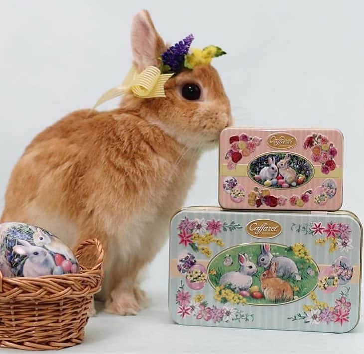 カファレルチョコレートさんのインスタグラム写真 - (カファレルチョコレートInstagram)「うさぎも喜ぶ ホワイトデー🐇🐰 プリマベーラコレクションのうさぎデザインと、ふわふわのうさぎのコラボレーション🐇🐰🌼 カファレルアンバサダー @usagi_eve さんの素敵なフォトです🍃🍃 ------------------------------ repost from @usagi_eve ------------------------------ 🍫🐇🌷🐥🍀🐣🌼🐝 - - - - - - - - -💕 イタリアンチョコレート🇮🇹 @caffarel1826 @caffarel_hy さんの プリマベーラコレクション💖 うさ飼いにはたまらない可愛さ〰️😆 カファレル缶はコレクターさんも多いですよね🥰 イースターエッグを囲んだウサちゃんがとっても可愛いデザイン🥚🐇💕 . わたしヘーゼルナッツチョコレートが好きなのですが、 カファレルのジャンドゥーヤ は濃厚で滑らかな口どけがお気に入り❤️ . @fuku_kurumi_mitarashi さんにいただいたミモザの花かんむりが、春気分をより一層盛り上げてくれます🌼✨ ありがとうございました❣️ 🇮🇹🍫🐇☘️🐣🌷🐝- - - - - - - - -💕 #caffarel #カファレル #カファレル缶 #pr #ホワイトデー #whiteday #イースター #easter #チョコレート#chocolate #春 #spring #easterbunny #easteregg #ふくるみ花冠  #bunnystagram #instabunny #petstagram #ネザーランドドワーフ #うさぎのイヴ #うさぎのいる暮らし #ふわもこ部 #うさぎ #bunny #rabbit #lapin #愛兎 #eve」3月14日 19時30分 - caffarel_hy