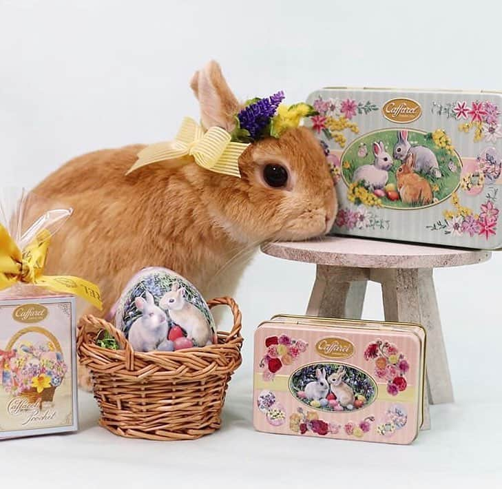 カファレルチョコレートさんのインスタグラム写真 - (カファレルチョコレートInstagram)「うさぎも喜ぶ ホワイトデー🐇🐰 プリマベーラコレクションのうさぎデザインと、ふわふわのうさぎのコラボレーション🐇🐰🌼 カファレルアンバサダー @usagi_eve さんの素敵なフォトです🍃🍃 ------------------------------ repost from @usagi_eve ------------------------------ 🍫🐇🌷🐥🍀🐣🌼🐝 - - - - - - - - -💕 イタリアンチョコレート🇮🇹 @caffarel1826 @caffarel_hy さんの プリマベーラコレクション💖 うさ飼いにはたまらない可愛さ〰️😆 カファレル缶はコレクターさんも多いですよね🥰 イースターエッグを囲んだウサちゃんがとっても可愛いデザイン🥚🐇💕 . わたしヘーゼルナッツチョコレートが好きなのですが、 カファレルのジャンドゥーヤ は濃厚で滑らかな口どけがお気に入り❤️ . @fuku_kurumi_mitarashi さんにいただいたミモザの花かんむりが、春気分をより一層盛り上げてくれます🌼✨ ありがとうございました❣️ 🇮🇹🍫🐇☘️🐣🌷🐝- - - - - - - - -💕 #caffarel #カファレル #カファレル缶 #pr #ホワイトデー #whiteday #イースター #easter #チョコレート#chocolate #春 #spring #easterbunny #easteregg #ふくるみ花冠  #bunnystagram #instabunny #petstagram #ネザーランドドワーフ #うさぎのイヴ #うさぎのいる暮らし #ふわもこ部 #うさぎ #bunny #rabbit #lapin #愛兎 #eve」3月14日 19時30分 - caffarel_hy