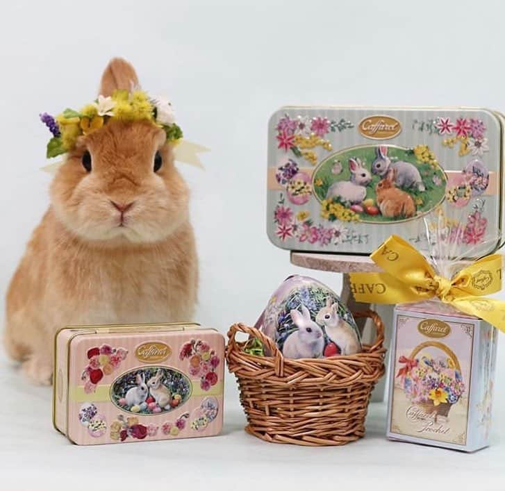 カファレルチョコレートさんのインスタグラム写真 - (カファレルチョコレートInstagram)「うさぎも喜ぶ ホワイトデー🐇🐰 プリマベーラコレクションのうさぎデザインと、ふわふわのうさぎのコラボレーション🐇🐰🌼 カファレルアンバサダー @usagi_eve さんの素敵なフォトです🍃🍃 ------------------------------ repost from @usagi_eve ------------------------------ 🍫🐇🌷🐥🍀🐣🌼🐝 - - - - - - - - -💕 イタリアンチョコレート🇮🇹 @caffarel1826 @caffarel_hy さんの プリマベーラコレクション💖 うさ飼いにはたまらない可愛さ〰️😆 カファレル缶はコレクターさんも多いですよね🥰 イースターエッグを囲んだウサちゃんがとっても可愛いデザイン🥚🐇💕 . わたしヘーゼルナッツチョコレートが好きなのですが、 カファレルのジャンドゥーヤ は濃厚で滑らかな口どけがお気に入り❤️ . @fuku_kurumi_mitarashi さんにいただいたミモザの花かんむりが、春気分をより一層盛り上げてくれます🌼✨ ありがとうございました❣️ 🇮🇹🍫🐇☘️🐣🌷🐝- - - - - - - - -💕 #caffarel #カファレル #カファレル缶 #pr #ホワイトデー #whiteday #イースター #easter #チョコレート#chocolate #春 #spring #easterbunny #easteregg #ふくるみ花冠  #bunnystagram #instabunny #petstagram #ネザーランドドワーフ #うさぎのイヴ #うさぎのいる暮らし #ふわもこ部 #うさぎ #bunny #rabbit #lapin #愛兎 #eve」3月14日 19時30分 - caffarel_hy