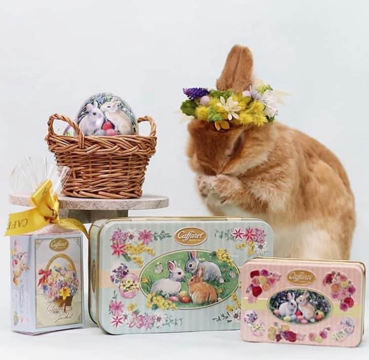 カファレルチョコレートさんのインスタグラム写真 - (カファレルチョコレートInstagram)「うさぎも喜ぶ ホワイトデー🐇🐰 プリマベーラコレクションのうさぎデザインと、ふわふわのうさぎのコラボレーション🐇🐰🌼 カファレルアンバサダー @usagi_eve さんの素敵なフォトです🍃🍃 ------------------------------ repost from @usagi_eve ------------------------------ 🍫🐇🌷🐥🍀🐣🌼🐝 - - - - - - - - -💕 イタリアンチョコレート🇮🇹 @caffarel1826 @caffarel_hy さんの プリマベーラコレクション💖 うさ飼いにはたまらない可愛さ〰️😆 カファレル缶はコレクターさんも多いですよね🥰 イースターエッグを囲んだウサちゃんがとっても可愛いデザイン🥚🐇💕 . わたしヘーゼルナッツチョコレートが好きなのですが、 カファレルのジャンドゥーヤ は濃厚で滑らかな口どけがお気に入り❤️ . @fuku_kurumi_mitarashi さんにいただいたミモザの花かんむりが、春気分をより一層盛り上げてくれます🌼✨ ありがとうございました❣️ 🇮🇹🍫🐇☘️🐣🌷🐝- - - - - - - - -💕 #caffarel #カファレル #カファレル缶 #pr #ホワイトデー #whiteday #イースター #easter #チョコレート#chocolate #春 #spring #easterbunny #easteregg #ふくるみ花冠  #bunnystagram #instabunny #petstagram #ネザーランドドワーフ #うさぎのイヴ #うさぎのいる暮らし #ふわもこ部 #うさぎ #bunny #rabbit #lapin #愛兎 #eve」3月14日 19時30分 - caffarel_hy