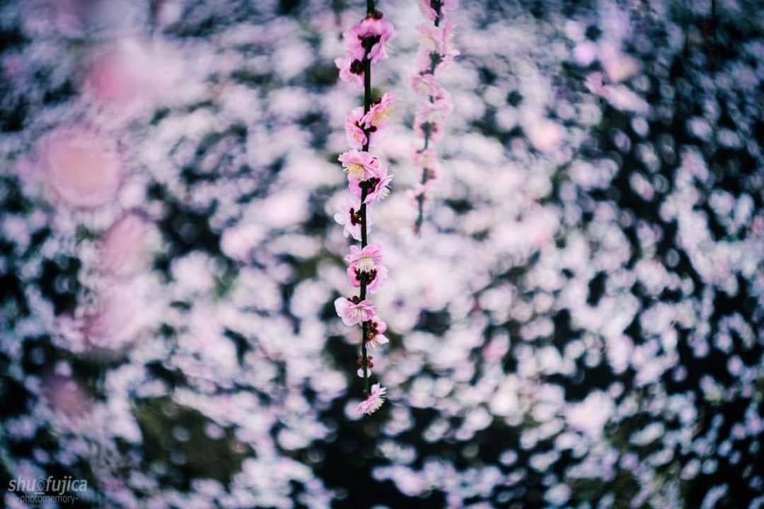 花の写真館のインスタグラム：「Photo by 渡邊 周.⠀ https://www.facebook.com/profile.php?id=100009468097487⠀ .⠀ Original Post[投稿頂いたURL]⠀ https://www.facebook.com/photo.php?fbid=1821836081475311⠀ .⠀ 本アカウントは、 #私の花の写真 をつけてInstagramに投稿された皆さまの花の写真や、「花の写真館」Facebookページで投稿された花の写真を紹介します。⠀ 「花の写真館」Facebookページは、「 @floral.photograph 」のプロフィールにあるURLからご覧ください。⠀ .⠀ #花の写真館 #floralphotograph #floralphoto #flower #flowers #富士フイルム #FUJIFILM⠀ Follow: @floral.photograph」