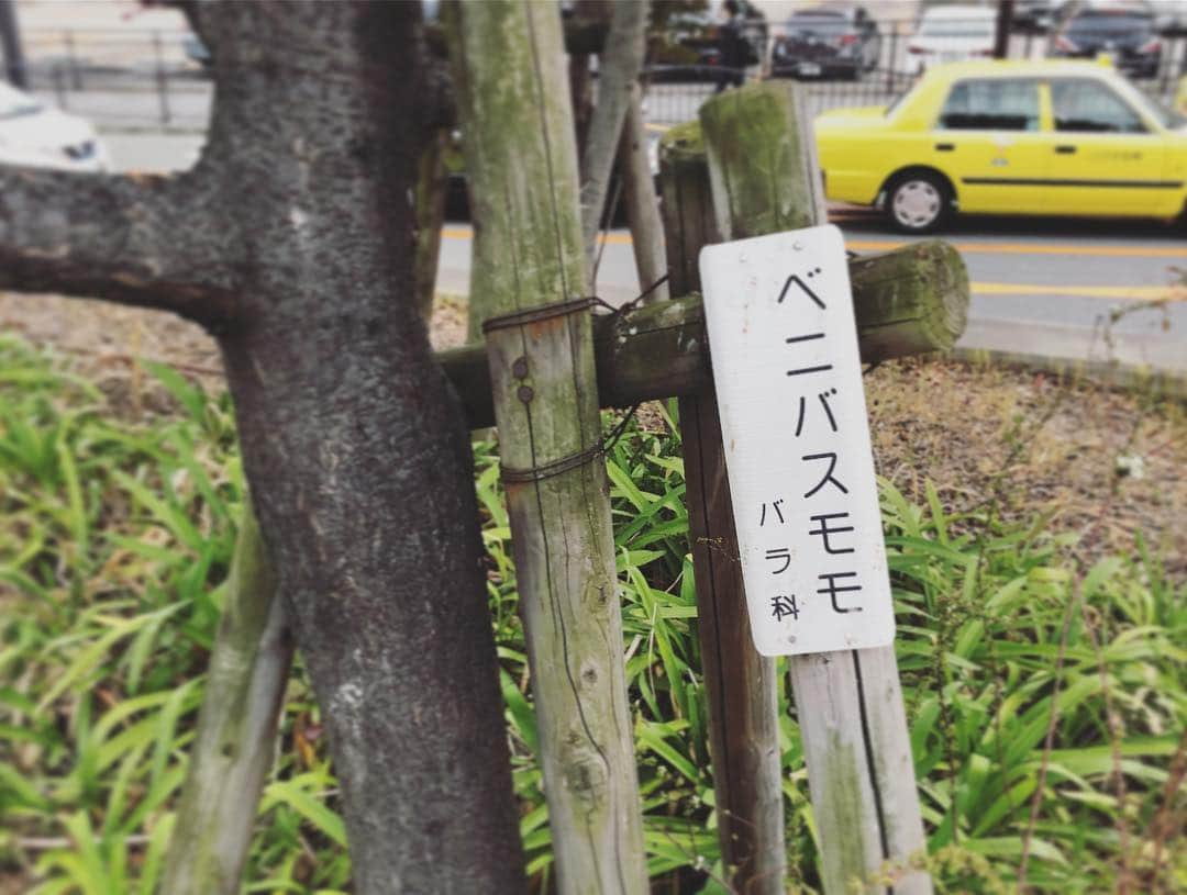 武田訓佳さんのインスタグラム写真 - (武田訓佳Instagram)「見つけました🌱 満開の桜、じゃなくて #ベニバスモモ 🌸 ・ 早くお花見がしたぁい💕 ・ ・ #春 #spring #springhascome #すまたん #zip」3月14日 19時31分 - kunika0117