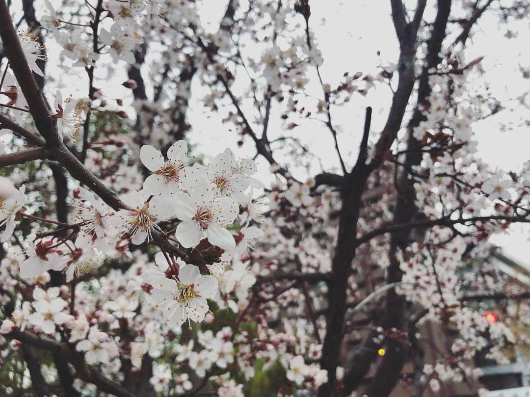 武田訓佳さんのインスタグラム写真 - (武田訓佳Instagram)「見つけました🌱 満開の桜、じゃなくて #ベニバスモモ 🌸 ・ 早くお花見がしたぁい💕 ・ ・ #春 #spring #springhascome #すまたん #zip」3月14日 19時31分 - kunika0117