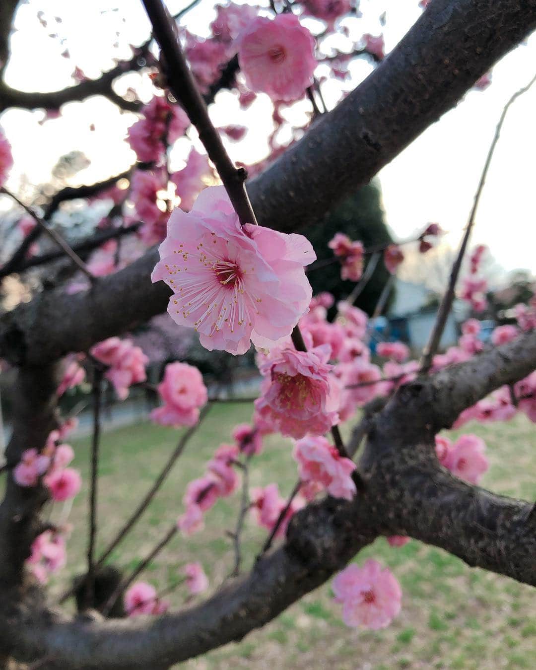永作あいりさんのインスタグラム写真 - (永作あいりInstagram)「もう桜いっぱい🌸🌸🌸🌸﻿ ﻿ 早く満開になりますよーにー😊﻿ 最後のは梅かな？？ ﻿ #桜 #SAKURA」3月14日 19時41分 - aili1129