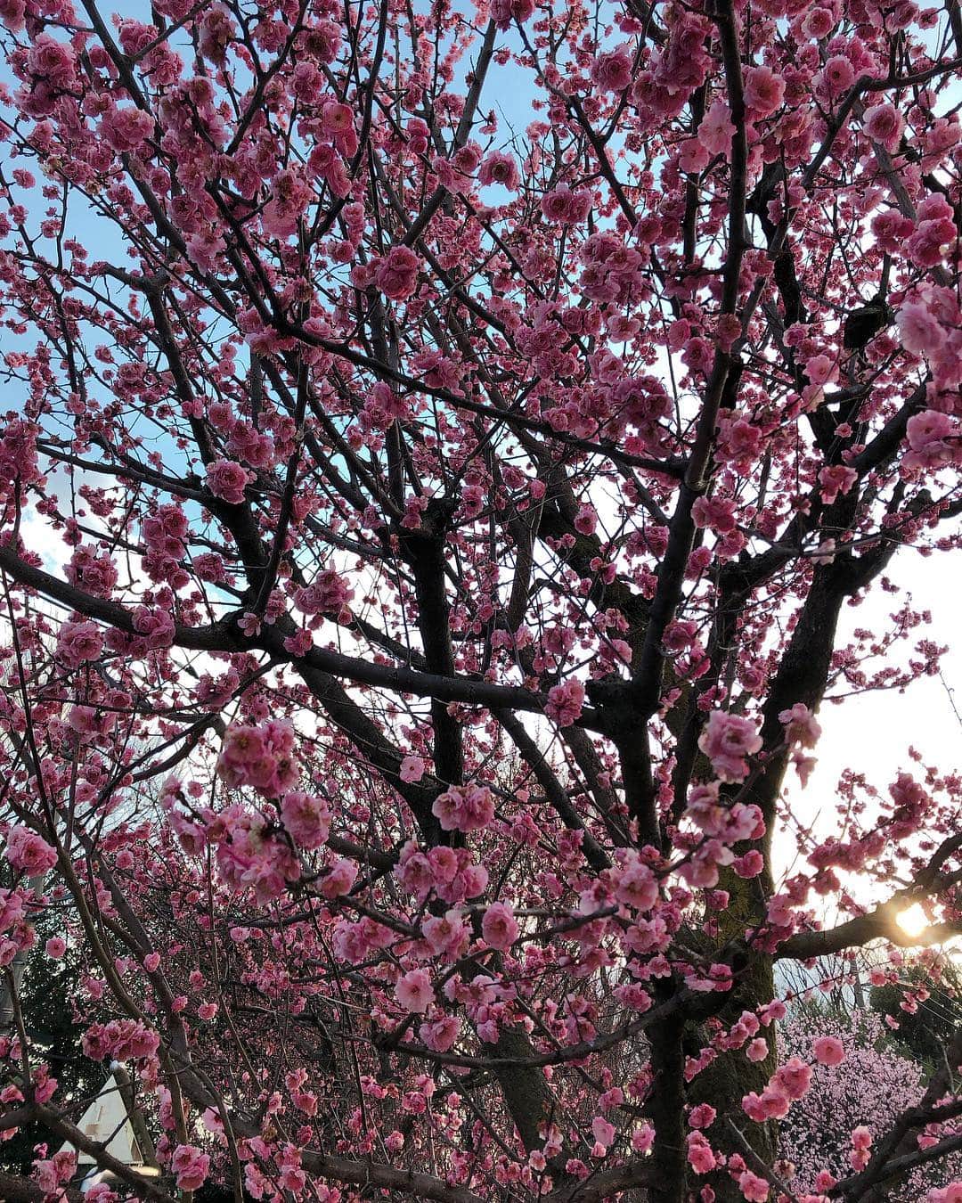 永作あいりさんのインスタグラム写真 - (永作あいりInstagram)「もう桜いっぱい🌸🌸🌸🌸﻿ ﻿ 早く満開になりますよーにー😊﻿ 最後のは梅かな？？ ﻿ #桜 #SAKURA」3月14日 19時41分 - aili1129