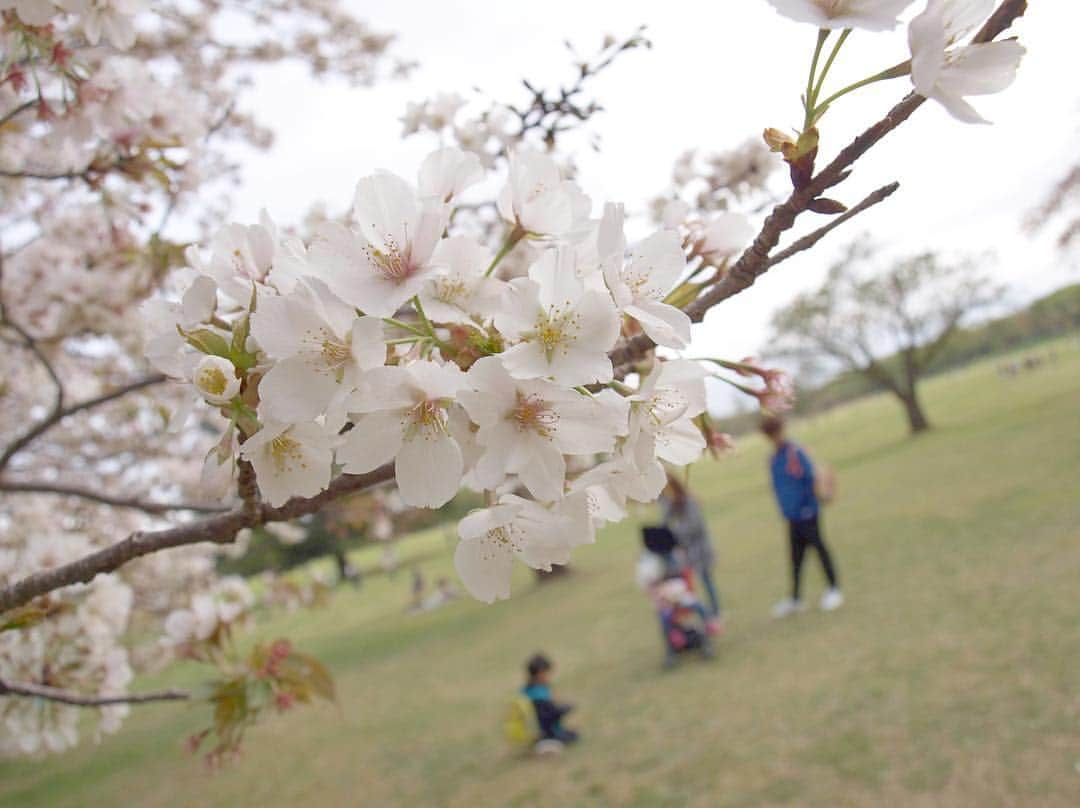 樋口なづなさんのインスタグラム写真 - (樋口なづなInstagram)「🕊 もう 春だね ( ˙ ˘ ˙ )🌸 . 去年 昭和記念公園で撮った 桜！ わたしが行った時には ほとんど散っちゃってたんだけど、 ここだけ綺麗に残っててくれたんだ〜〜 . 今年も撮りに行けたらいいな〜〜 . . . #昭和記念公園 #桜 #春 #カメラ女子  #スパガ #樋口なづな」3月14日 20時01分 - nazuna_higuchi