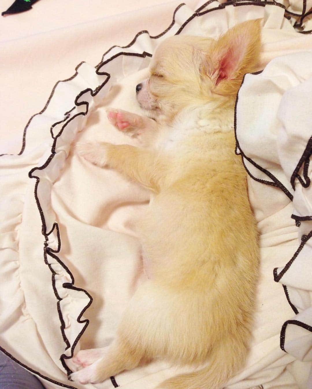 玉ねぎ戦士さんのインスタグラム写真 - (玉ねぎ戦士Instagram)「寝る子は育つ👶 ・ ・ ・ #sleepingchild  #sleeping #zzz 予想の倍のサイズに収まりました😂」3月14日 19時57分 - licca_tarao_0311