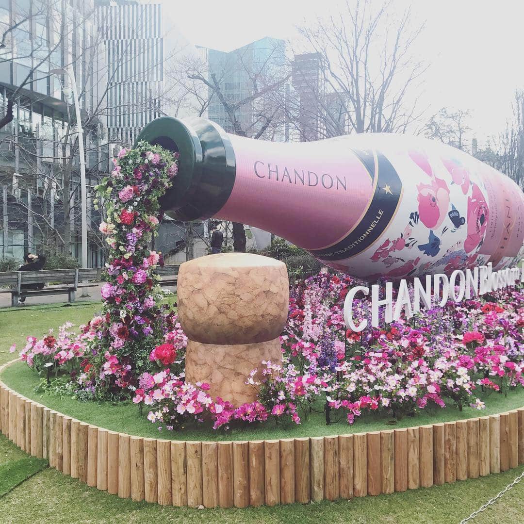 のインスタグラム：「明日3月15日から東京ミッドタウンで始まる春を祝うイベント、「MIDTOWN BLOSSOM 2019」🌸 全長約200mのさくら通りには、CHANDONの巨大モニュメントがお出迎えしてくれる「CHANDON Blossom Lounge」が期間限定で登場します🤗 ザ・リッツ・カールトン東京の副料理長ウィリアム・カハラ氏が監修した料理や、華やかなスイーツとシャンドン ロゼのマリアージュが楽しめるセットメニューも🍾🥂 4月14日までの限定スポット、これからのお花見シーズン大人気になること間違いなしです❤️ #大人のお花見 #東京ミッドタウン #ドーム型のテント席も #まだ予約はできるとのこと」