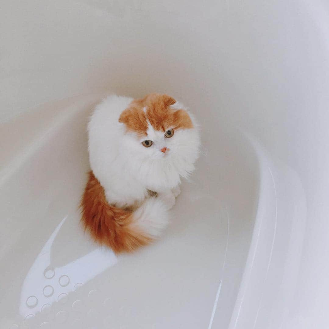 gammy08のインスタグラム：「ここはどこかというと お風呂〜〜🛀 #風呂かしこまり猫」