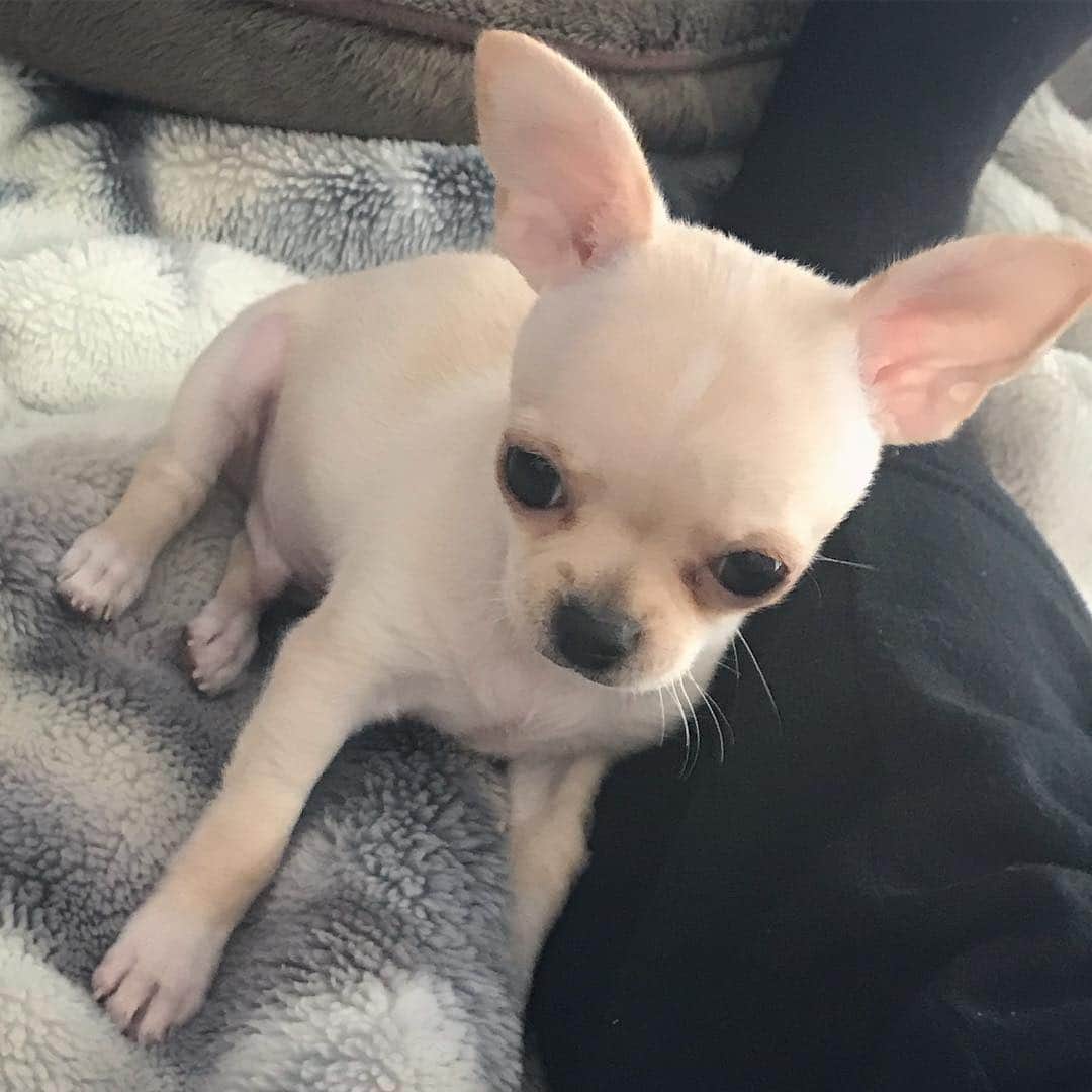 のインスタグラム：「3/14 ・ 一年前の今日。 小晴くんが我が家に来てくれました。 ・ その時私は妊娠5ヶ月目で、妊娠中に子犬を飼い始めていいのかという事は真剣に悩みましたが、小晴くんと目が合った時、どうしてもこの子と一緒に暮らしたいという想いに取り憑かれ、旦那さんと何度も家族会議を重ね、「赤ちゃんが産まれる事で小晴くんにさびしい悲しい想いをさせないようにする」と誓い、決断しました。 ・ ・ 臨月とか、産後すぐとか、やっぱり体力的にお世話が大変だった時期はあったけど、その時は旦那さんにお散歩代わってもらったり、入院中は義母に泊まりに来てもらったり、なるべく小晴くんにはさびしい想いをさせないように気をつけて来たけど、もしかしたらそんな日もあったかも知れない。 ・ それでも小晴くんはとても良い子に育ってくれ、赤ちゃんに手一杯の私が、待っててねと言うとちゃんとお利口さんにして、寝たーと私が一息つく頃、その様子を見て私の膝の上に来てくれたり、ワンコなのに気をつかえるんだなぁといつも感心。 ・ 濃厚な一年だったけど、小晴くんを飼わなきゃ良かったと思った事は一度もなくて、お家に来てくれて本当にありがとう、小晴くんに出会えて本当によかった、と日々心から思う😊✨ ・ 1枚目から4枚目は、一年前の今日、我が家に来た日の小晴くん。 5枚目が今日の小晴くん♡ ・ #親バカ だけどチワワ界の#イケケン の部類に入ってると思う✨ ・ 大好き小晴くん😘 ・ ・ ・ これからもずっとよろしくね❣️ ・ ・ #chihuahua #chihuahua_feature #chihuahualife #chihuahuafanatics #chihuahuaoftheday #dog #dogoftheday #dogstagram #doglovers #dogs_of_instagram #dogsofinstagram #ilovemydog #doglover #チワワ #犬 #スムースチワワ #スムチー #わんこ #ちわすたぐらむ #いぬすたぐらむ #スムースチワワ部 #一年目」