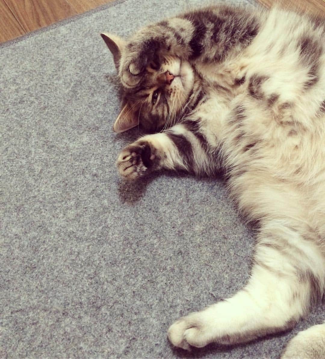 のインスタグラム：「※ 明日は金曜日だよ、の舞。  でも、ぼくは 今日も明日も お休みだよ、の舞。  #かわいくなかったら殺意やでこれほんま」