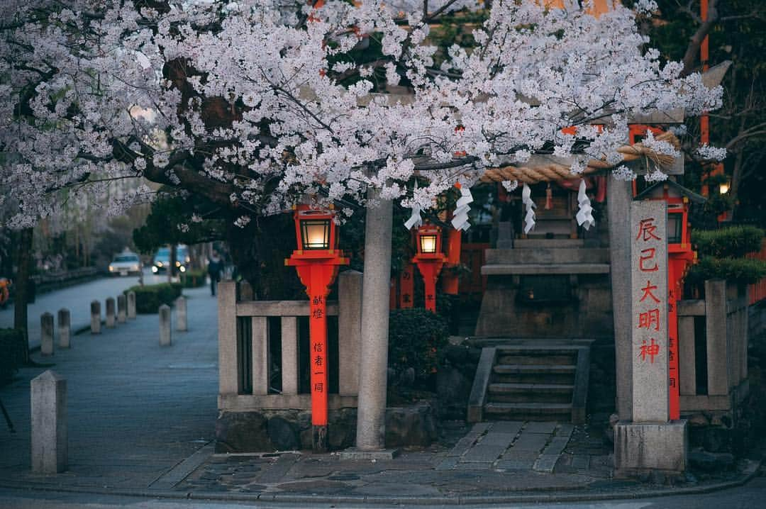 Sonoda COO Yukiyaさんのインスタグラム写真 - (Sonoda COO YukiyaInstagram)「Cherry blossoms in Kyoto🌸 . #kyoto #tokyo #kyotophotographer  #tokyophotographer  #proposal #proposalphotographer #tokyoproposal #kyotoproposal #proposalphotographer #prewedding #tokyoprewedding #kyotoprewedding #preweddingphotographer  #tokyopreweddingphotographer #kyotopreweddingphotographer  #wedding #tokyowedding #kyotowedding #tokyoweddingphotographer #kyotoweddingphotographer」3月14日 20時43分 - coo_travelphoto