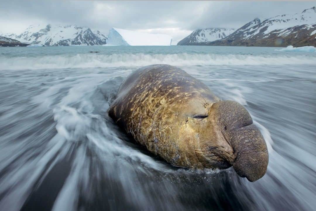 のインスタグラム：「Photo by @PaulNicklen | Entering the territory of elephant seal bulls requires deep respect and calm movements. These are the largest of all seals, with males weighing up to 8,800 pounds. During breeding season, they can be very aggressive. However, my encounter with this sleepy male was quite relaxed, as he lay motionless for hours under cloudy skies in Fortuna Bay. Luckily, this gave me the opportunity to get creative and craft this unusual shot. For more photos of amazing marine animals #FollowMe at @PaulNicklen. #elephantseal #ocean #pinniped #wildlife #photography」