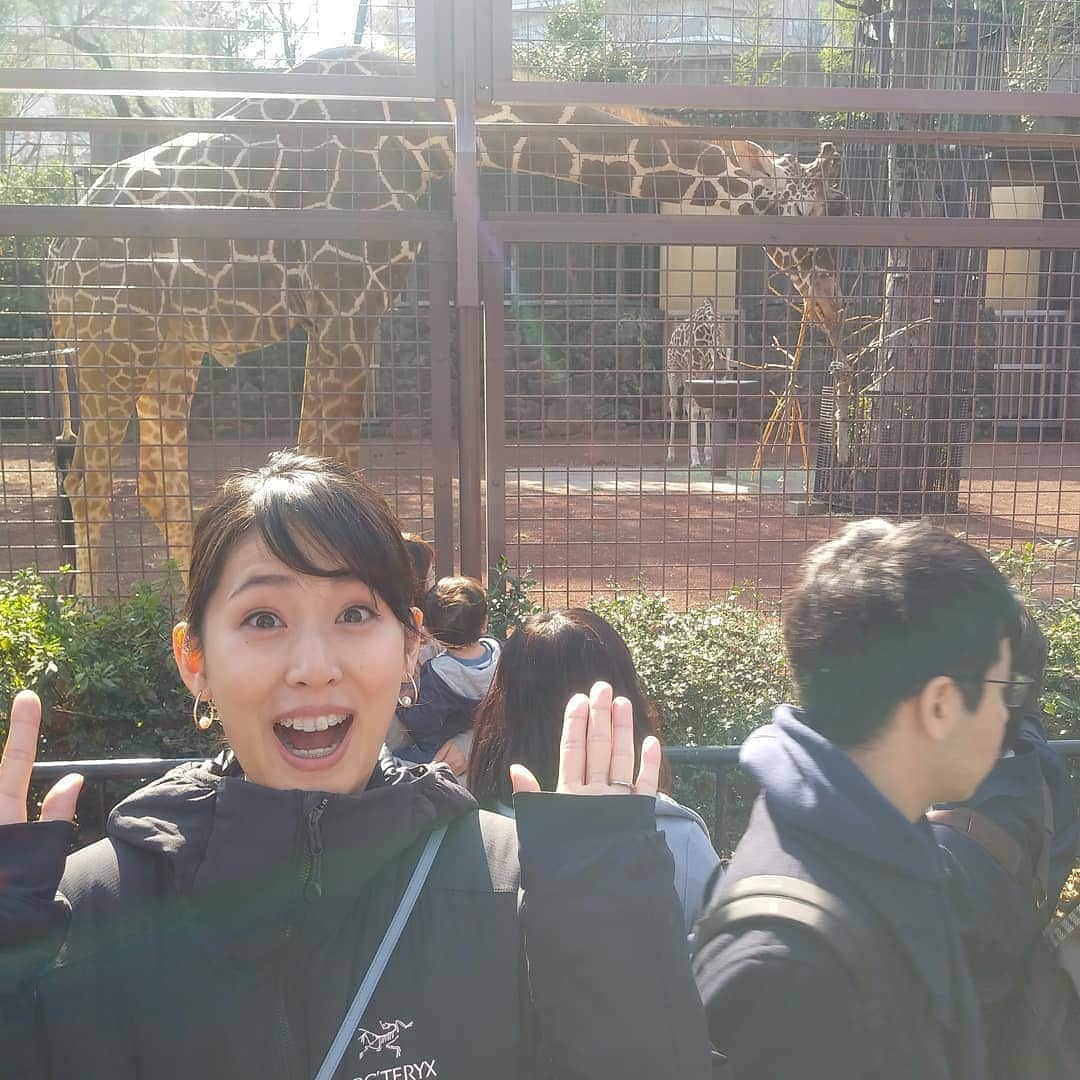 本仮屋リイナさんのインスタグラム写真 - (本仮屋リイナInstagram)「むしゃむしゃ食べてた🦒🍃 一番ときめいたのは、自分でお布団かぶって寝てるゴリラ🦍❤️ 二番は、昨夏生まれたフラミンゴの赤ちゃん🐦💗(真ん中奥に写ってるおしりの白い子) 日向ぼっこの息子も🙆💕 #上野動物園 #uenozoo」3月14日 20時57分 - riina_motokariya