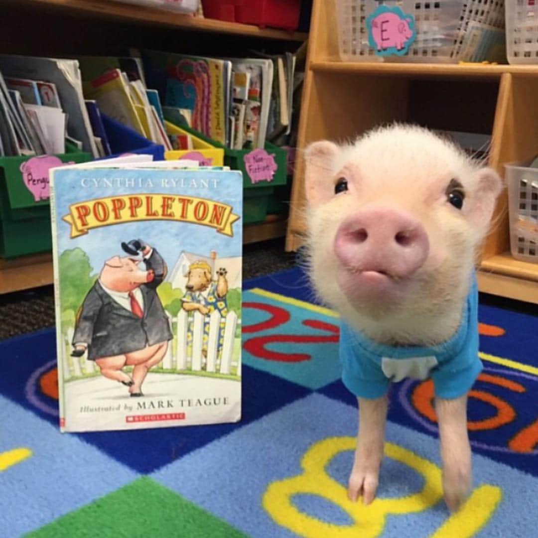 Priscilla and Poppletonさんのインスタグラム写真 - (Priscilla and PoppletonInstagram)「Oink My Goodness! Look at Baby Pop! This was his first year as a first grader when he only had one eyebrow😂. Did you know he was named after the piggy in this book series? He’s resembling him more and more everyday but still just as cute. #tbt #firstgrade #classpet #teacherspet #littlepop #poppleton #PrissyandPop」3月14日 20時58分 - prissy_pig