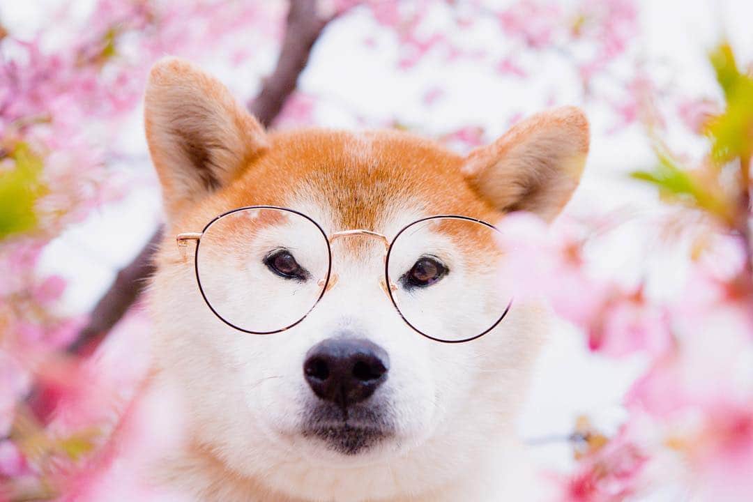 BlackRed shibasさんのインスタグラム写真 - (BlackRed shibasInstagram)「Are you ready?  Spring is coming soon. Cute glasses!!! & Musashi! . This collaboration @tijneyewear #tijneyewear  model (Henk Polished Black) . . . #neneandmusashi2019 #igersjp #instagramersjapan #shibainu #shiba #柴犬 #dog #nikon #igersjp #nikond5 #ニコン #桜 #60mm #cherryblossoms #toyota_dog #light_nikon #cute  #lovely #河津桜 #JAPAN #nationalPetDay #dogsofinstagram #topdogphoto #igworldclub_creative #zamanidurdur #春#spring #outdoorswithdog #ig_shotz_asia」3月14日 21時11分 - black_red_jp