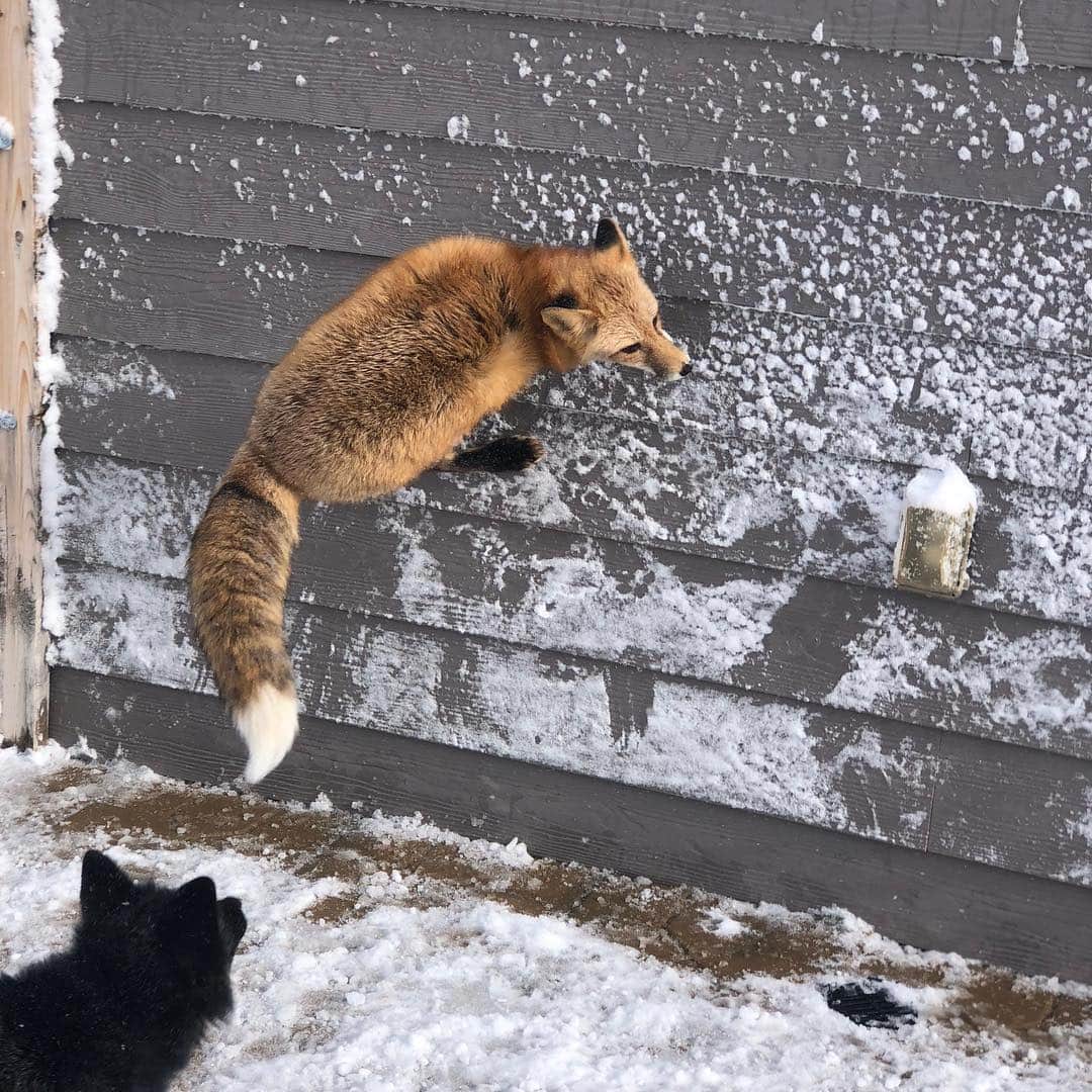 Rylaiさんのインスタグラム写真 - (RylaiInstagram)「Spider-Man 🦊🦊 we got lots of snow last night and the kids were super excited to play!! They were like a child on Christmas morning!! . #Viktor our #parkour #master was bouncing off the walls with everyone chasing him! . Took lots of awesome photos of them playing in the snow- so be prepared for Photo overload!!! . #spiderman #skaters #redfox #animals #fox #foxes #foxesofig #photooftheday #jumping #bouncing #playing #foxy #russiandomesticatedfox #redfoxes #vulpes #ambassadors #animallovers #wild #fun #snowday #wednesday」3月14日 21時11分 - jabcecc