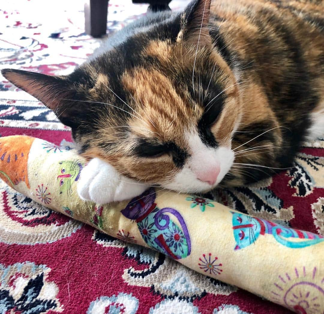 リリーさんのインスタグラム写真 - (リリーInstagram)「Great day for a cat nap on my catnip 😸」3月14日 21時26分 - lilly_crazyeyes