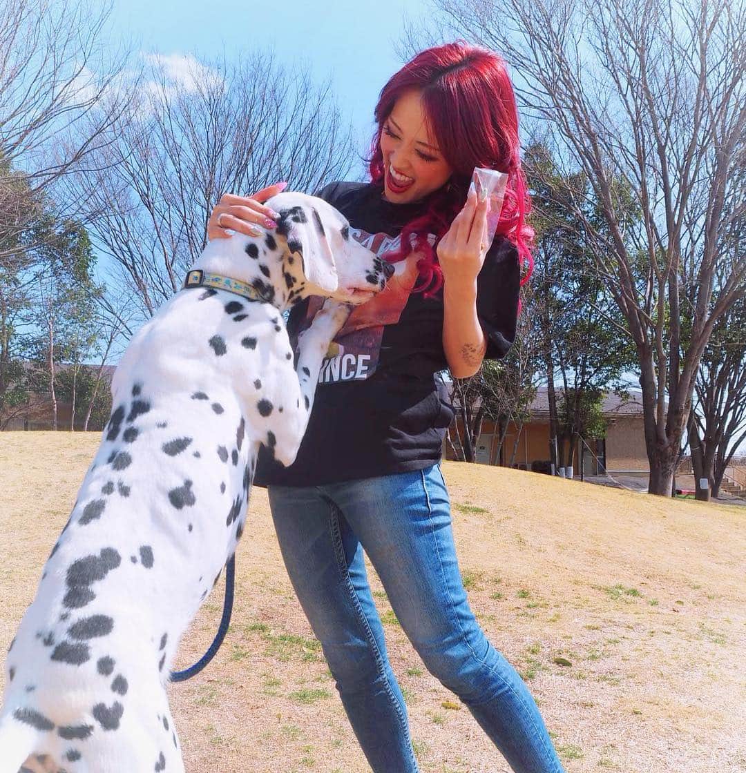 のインスタグラム：「. ワンちゃん好きが止まらない🐶 我が家は小型犬多めだけど大型犬好き🙋‍♀️ . #ダルメシアン #大型犬 #中型犬 #犬 #ワンちゃん #犬のいる暮らし #愛犬家 #自然 #ドッグラン #世界の名犬牧場 #群馬県 #ふれあい #カーミット #赤髪 #redhair #zara #rodeocrowns #dog #dogslife #dalmatian #bigdog #doggy #family #longhair #dogrun #nature #クルエラ #101匹わんちゃん」