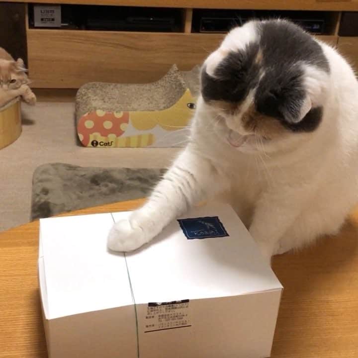 のインスタグラム：「🎻🎸🎹 むぎが演奏しますニャ🐾 パチン パチン♬ パチン パチン🎶 . Thank you for listening♪ 😺むぎ♀mugi #scottishfold #スコティッシュフォールド #生演奏 #ミュージシャン #お琴 ？ #guitar ？」