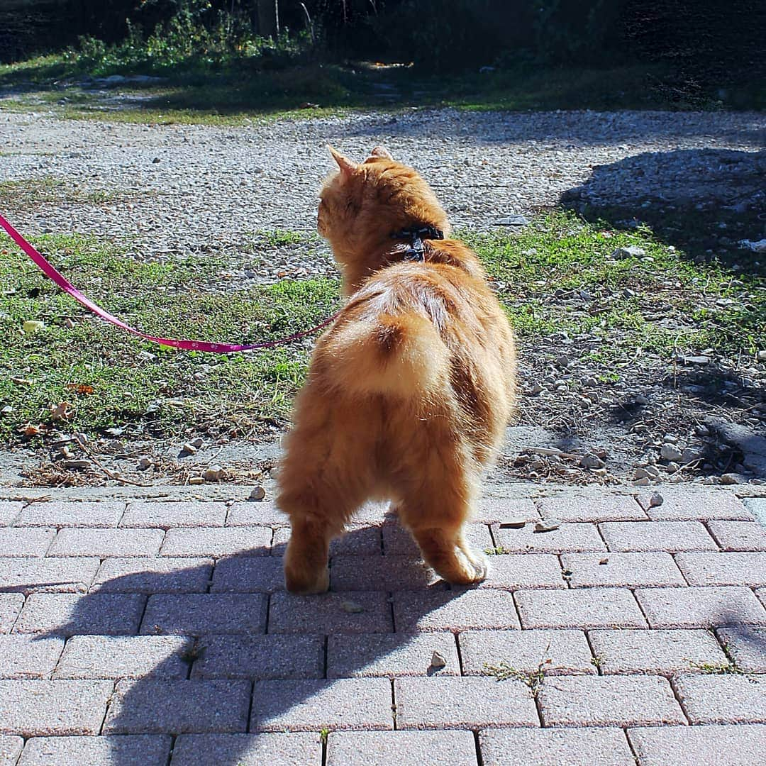 Homer Le Miaou & Nugget La Nugさんのインスタグラム写真 - (Homer Le Miaou & Nugget La NugInstagram)「"Everything the light touches... What about that shadowy place?" 😸👑😸 #ThatsTheStraysKingdom  Homer is not happy with the stray cat that lives in our garden! I've noticed him a few weeks ago so i've started putting a plate with some kibbles on it outside for him. I might also have put a little shelter for him to chill protected from the wind or the rain... His ear is not tipped and since a few days i can hear him fighting with other cats so i guess he is not fixed. So for his well being, and before he starts to father lots of kittens in the neighborhood, we will try to trap him this week end! I will keep you all updated about this new adventure!」3月14日 21時54分 - homer_le_chat