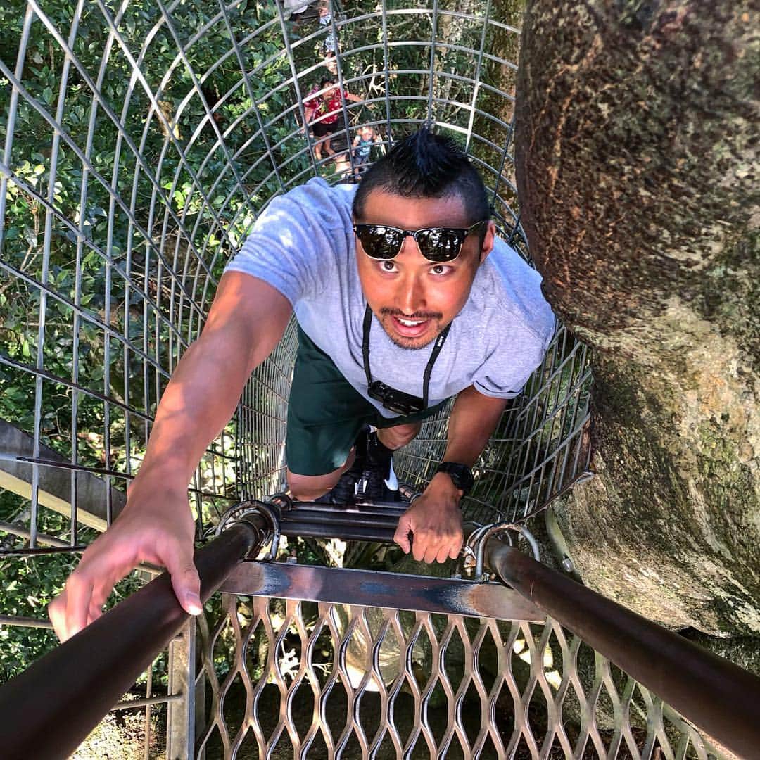 のインスタグラム：「大人になったら木に登る機会ってないよね😂 #oreillysrainforestretreat#treetopwalk#oreillys#ラミントン国立公園#木登り#地上30m」