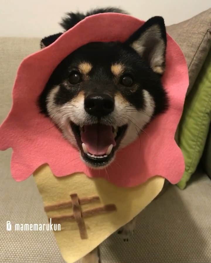 まめ丸のインスタグラム：「* * ⚠️音がでるよ⚠️ * 【 #はめ丸 シリーズ第29弾 アイス🍦】 今日『ホワイトデー』だから、 アイス🍦をおかえし🐶💓 #迫りくるアイス * I'm icecream🐶💓 ⭐️ #mamemaruscosplay No.29④⭐️ * #ワンてなけないぼく #アンになっちゃうぼく #声変わりまだかな🐶💓 * #柴犬#豆柴#柴#黒柴#犬#しばいぬ#ふわもこ部#shiba#shibainu#shibastagram#shibadog#puppylove#puppy#instadog#dogstagram#dog#pet#petstagram#adorable#cute#worldofcutepets#dailyfluff#weeklyfluff#icecream」