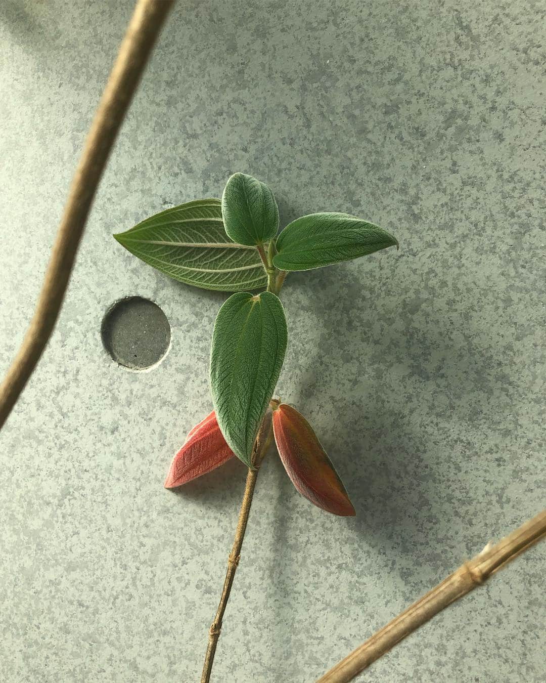 藤井祥子のインスタグラム：「. 🌿🌿🌿 . . . #plants #nofilter」