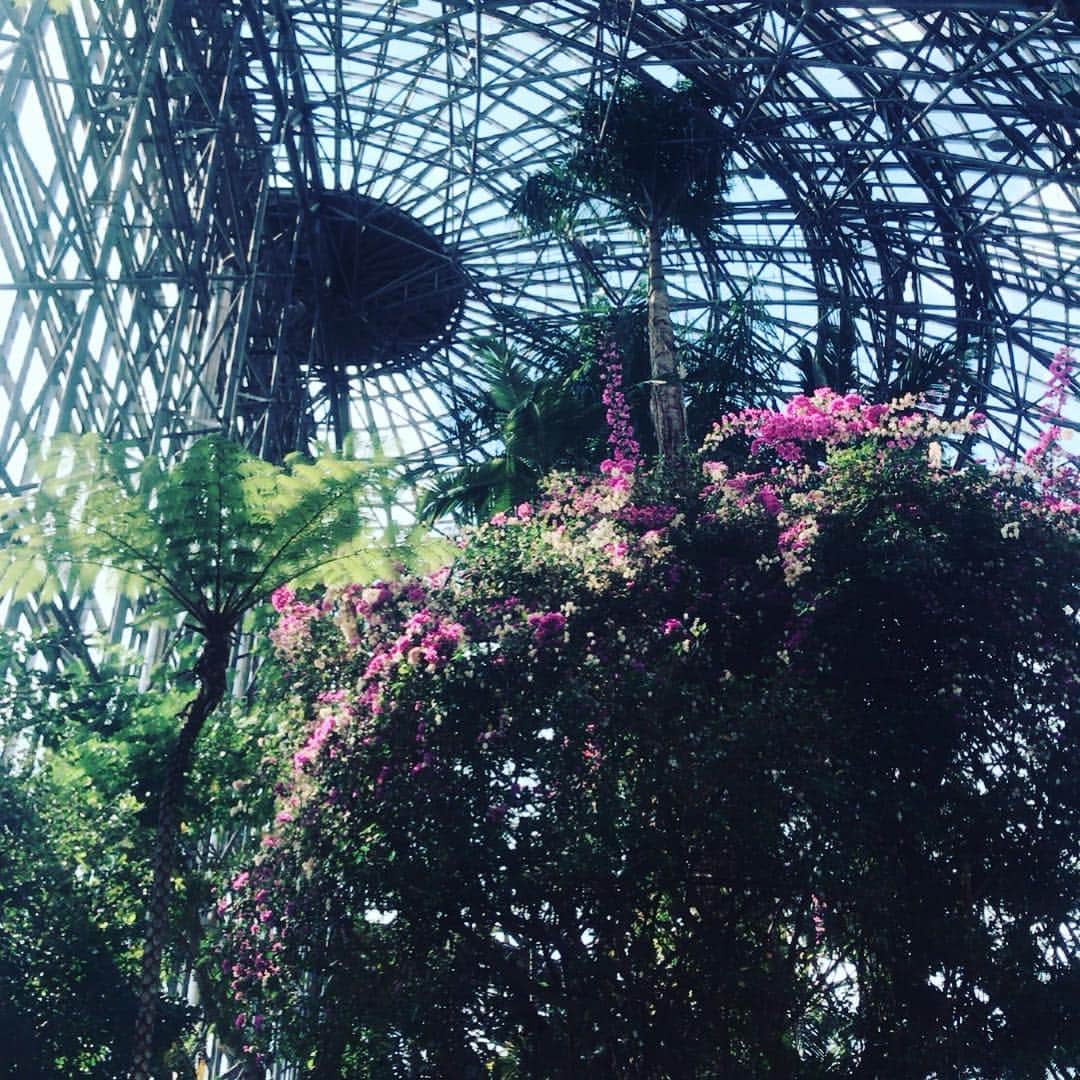 蒼乃夕妃さんのインスタグラム写真 - (蒼乃夕妃Instagram)「今日は夢の島熱帯植物館へ行ってきました‼️ なかなか見る事が出来ない熱帯植物がたくさんあって勉強になる🧐 パイナップル🍍やパパイヤ、カカオの実やいろんな熱帯フルーツがたくさんなってて、見てて楽しかったなぁ🥰  あまりお見かけしない花もたくさんあって、旅行に行きたくなった😊  中でも一目惚れしたのが最後の写真のヒスイカズラ‼️‼️ 写真ではうまく色が伝わらないけど(私が撮るのヘタなだけ笑) 花の色が本物翡翠の色と一緒なの‼️‼️ 今まで芍薬がNo.1のお花だったけど、それに並ぶぐらい惚れた😍😍😍 丁度季節だったみたいで、藤の花みたいに連なってまるでカーテンみたいにたくさん咲いてました✨✨✨ #夢の島熱帯植物館  #ヒスイカズラ」3月14日 22時11分 - yukiaono_official