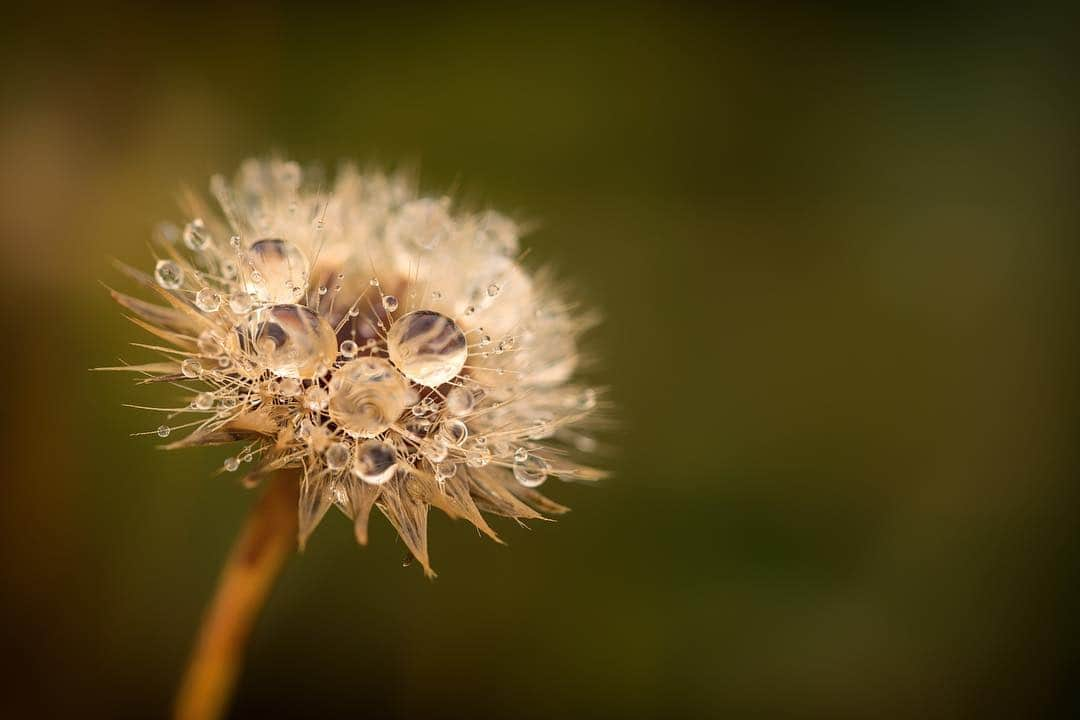 アンジー・ペインさんのインスタグラム写真 - (アンジー・ペインInstagram)「The spikey plant, droplets and a little bit of space. • • • • • #macro #macrophotography」3月14日 22時22分 - angelajpayne