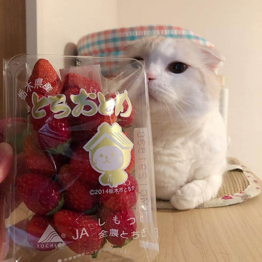 はなぼくろきなこさんのインスタグラム写真 - (はなぼくろきなこInstagram)「今日のいちごはとちおとめ🍓 . . . . 今夜はコストコで買ってきたプライムビーフでおうちで焼肉しました🥺めちゃ美味しかった……どこか食べ行くよりコスパは確実に良い🥺 食後のいちご🍓最高🥺💗 . . . #はなきな #猫部 #とちおとめ #にゃんこ  #スコティッシュフォールド #猫  #猫のいる暮らし #😻 #みんねこ #執事座り」3月14日 22時14分 - hanabokurokinako