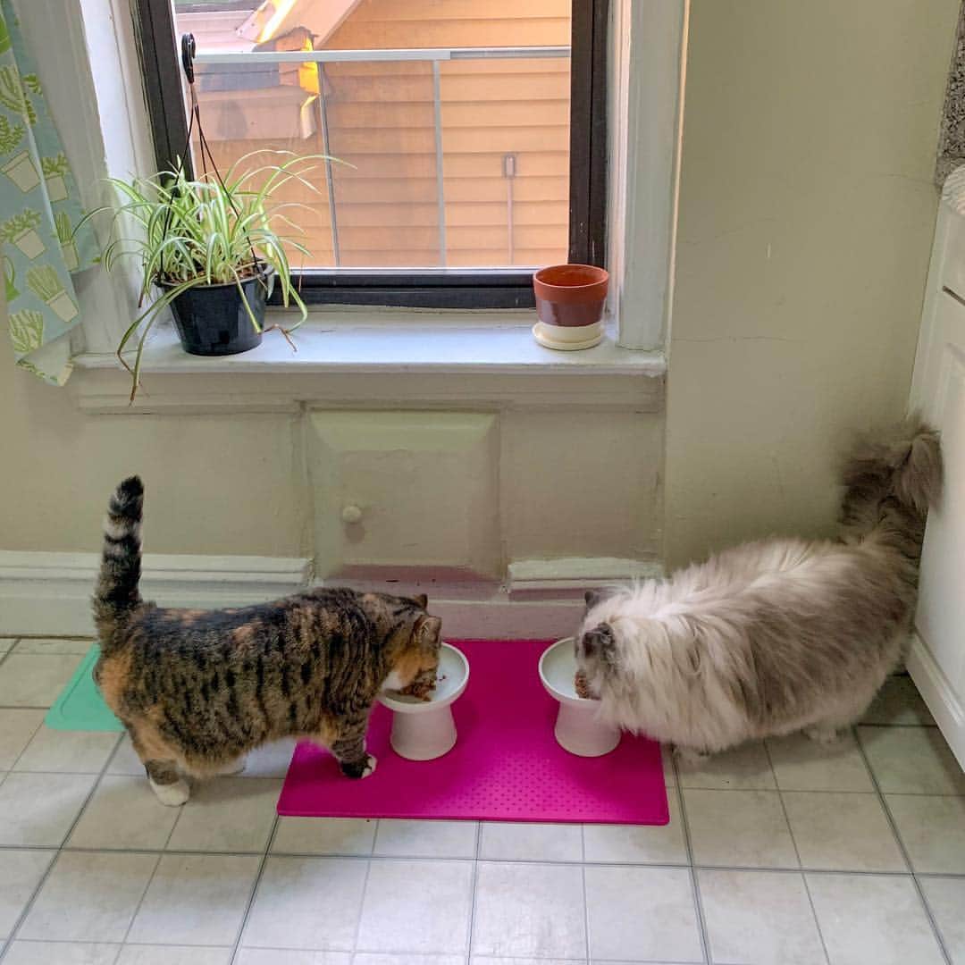 Tinaのインスタグラム：「Happy tails 🤗 #Breakfast」