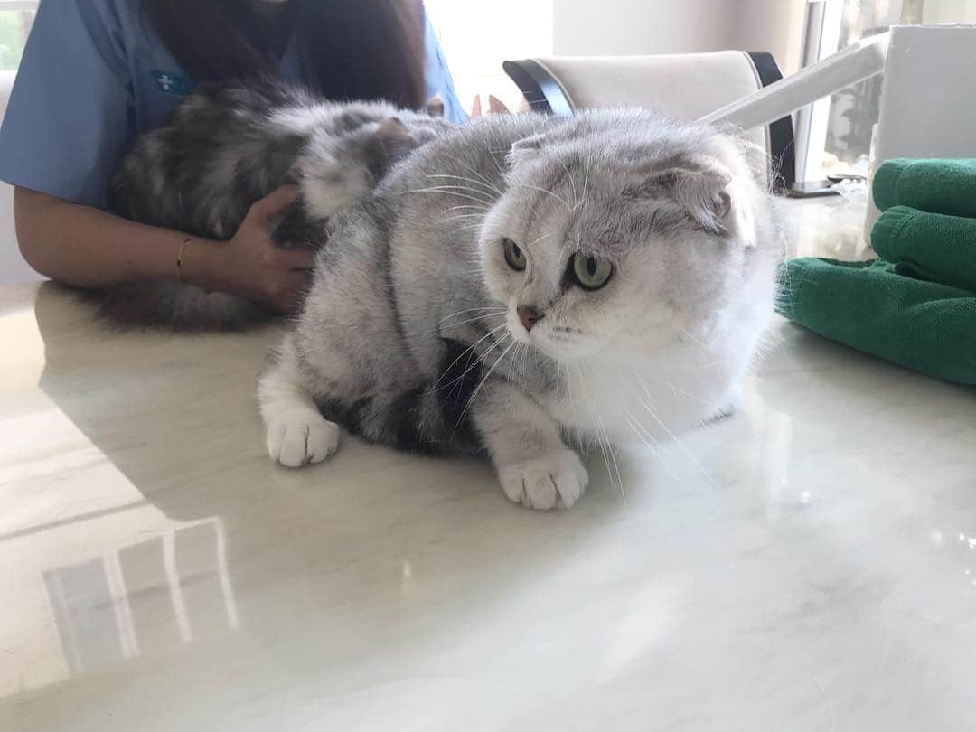 Haruのインスタグラム：「Vaccine day at home. We all are too heavy for mama to carry to hospital. 💉🏥 #ฉีดมันที่บ้านนี่แหละ #แก๊งหมูแมวร้อยโล #โลละร้อยมีใครจะซื้อมั้ยฮะ」