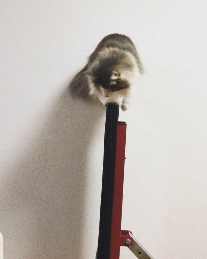 三好春奈のインスタグラム：「ぺろっ #cat #ねこすたぐらむ #銀次」