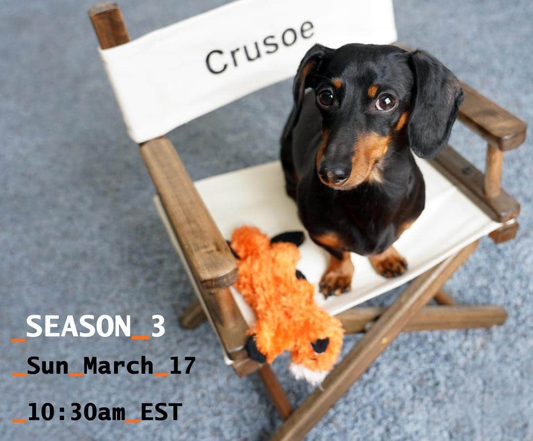 Crusoe the Celebrity Dachshundさんのインスタグラム写真 - (Crusoe the Celebrity DachshundInstagram)「“Season 3 begins this Sunday at 10:30am EST! Just a heads up, the first episode will have you sitting on the edge of your dog bed!” ~ Crusoe」3月14日 22時32分 - crusoe_dachshund