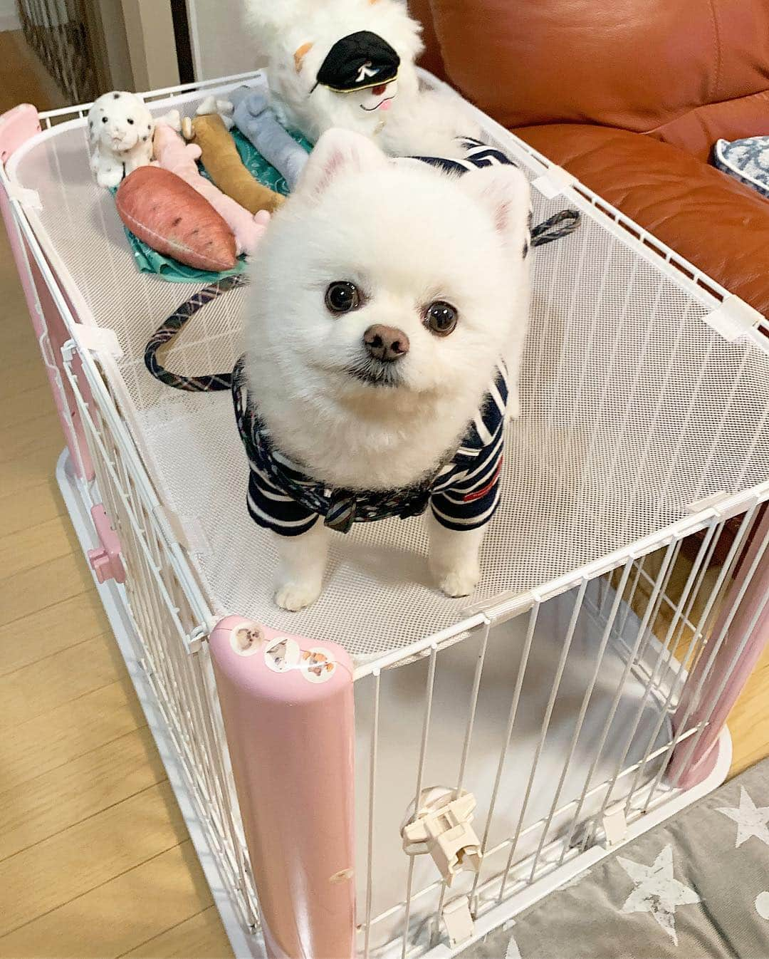 ニコちゃんさんのインスタグラム写真 - (ニコちゃんInstagram)「テナント募集やっほい🏢🐶❣️ #テナント募集中 #土地取引 #土地売買 #私にお任せください #オナラスカスポメ男 #地面師 #ポメリズム #ポメラニアン #白ポメ #pomeranian」3月14日 22時35分 - nico_susukita