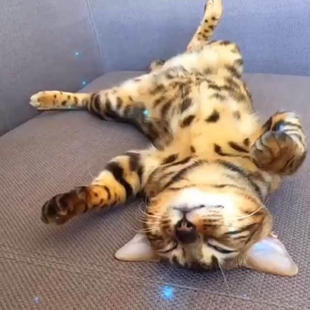 のインスタグラム：「Hello! #catstocker is here!  Follow our FURRriend @iniesta.cat . . . . .  #cat #neko #catstockervideo #chat #kočka #котка #kotek #kot #кіт #mače #кошка #кот #katze #gato #gatto #kissa #kattunge #猫 #고양이 #貓 #kedi #köttur #kissanpentu #חתול #кішка #kedicik #кошеня #gattino #子猫」