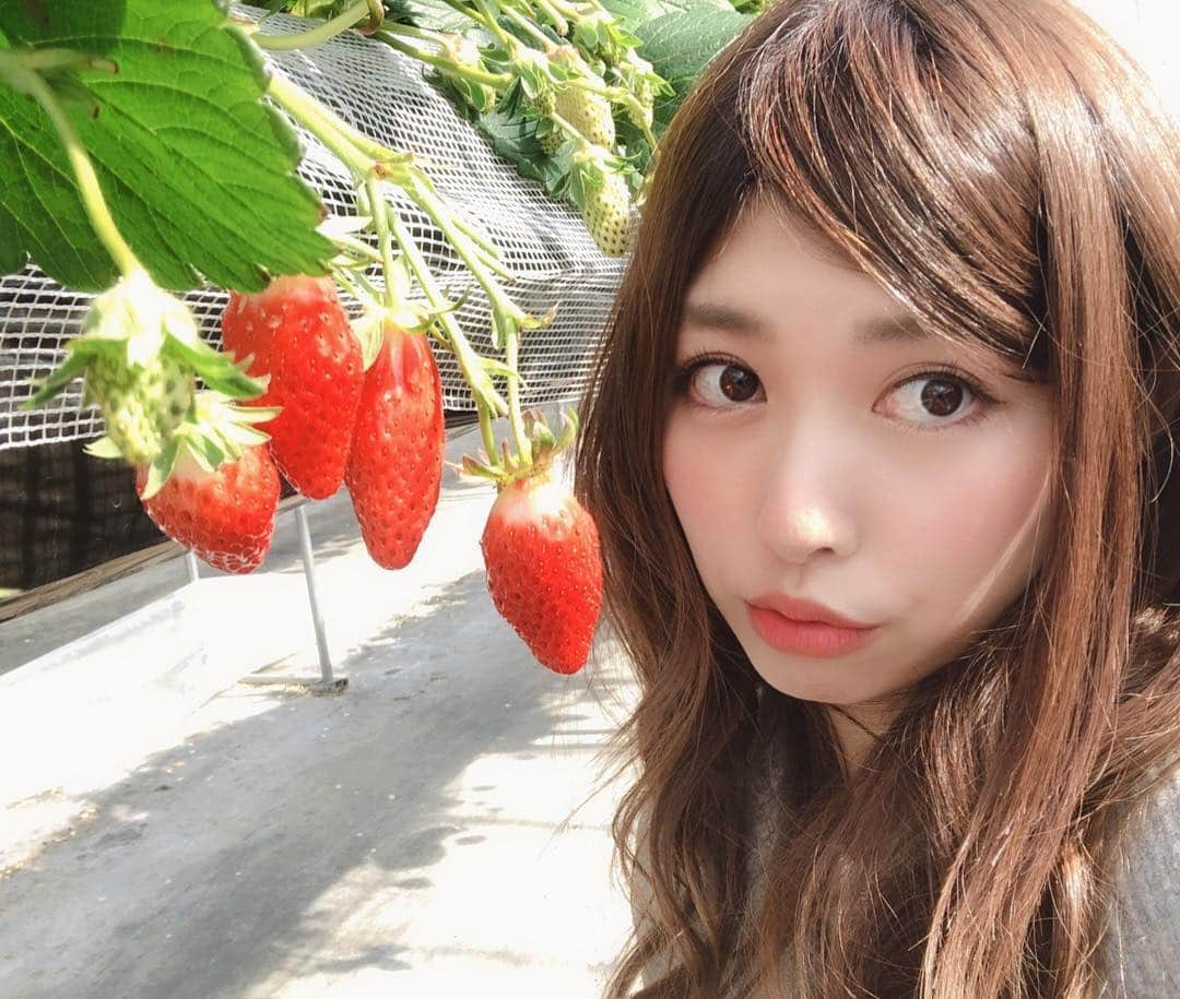 橘ゆりかさんのインスタグラム写真 - (橘ゆりかInstagram)「🍓🌸🍓🌸🍓﻿ ﻿ ﻿ せっかくの春心地が、﻿ 思い出したように寒くなりましたね。。。﻿ ﻿ ﻿ ﻿ #いちご狩り #いちご好き #滋賀県 #地元 #橘ゆりか #いちご🍓  #strawberry #ig_japan #me #japanesegirl﻿」3月14日 22時52分 - yuricalcal