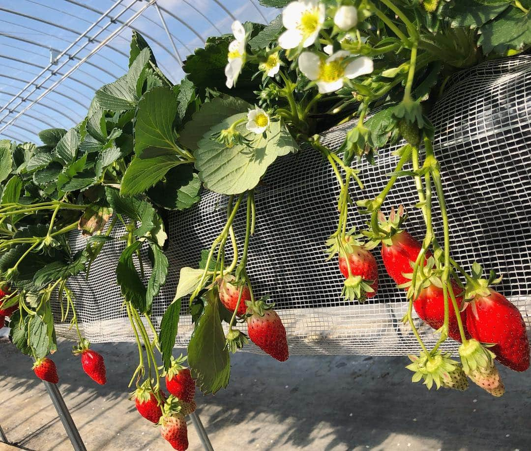 橘ゆりかさんのインスタグラム写真 - (橘ゆりかInstagram)「🍓🌸🍓🌸🍓﻿ ﻿ ﻿ せっかくの春心地が、﻿ 思い出したように寒くなりましたね。。。﻿ ﻿ ﻿ ﻿ #いちご狩り #いちご好き #滋賀県 #地元 #橘ゆりか #いちご🍓  #strawberry #ig_japan #me #japanesegirl﻿」3月14日 22時52分 - yuricalcal