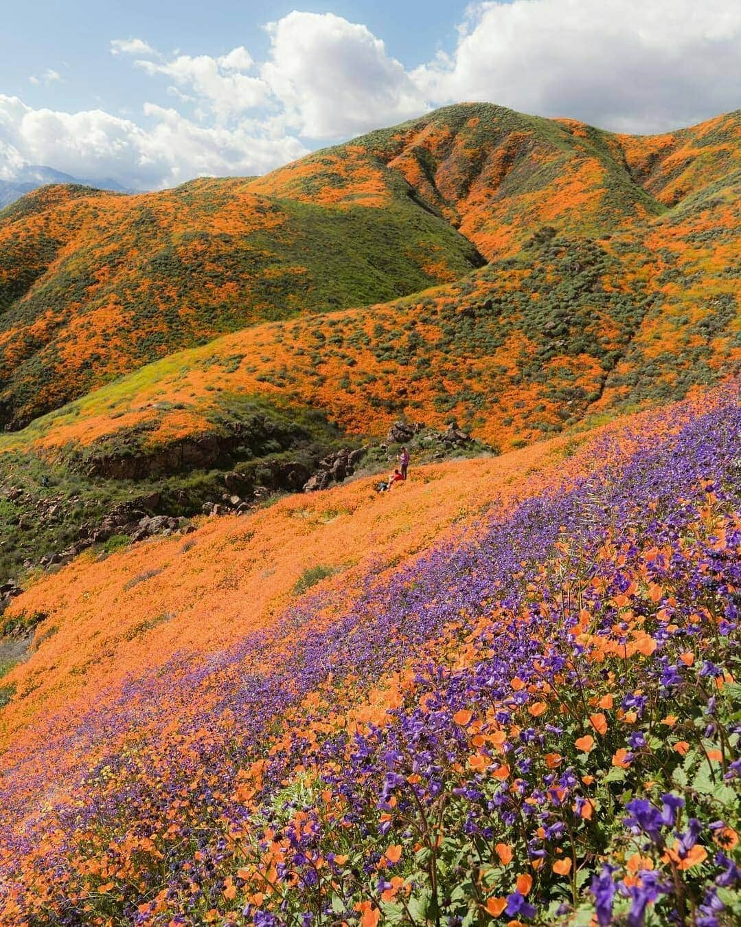 Discover Earthさんのインスタグラム写真 - (Discover EarthInstagram)「Golden Poppy hills as far as eyes can see ! The official state flower of California is blooming right now, and what a beautiful show ! 🌼🇺🇸 Tag someone who would love to see this ! — 📍#DiscoverCalifornia — 📸 Photos and video by @everchanginghorizon and @jess.wandering ​」3月14日 22時59分 - discoverearth