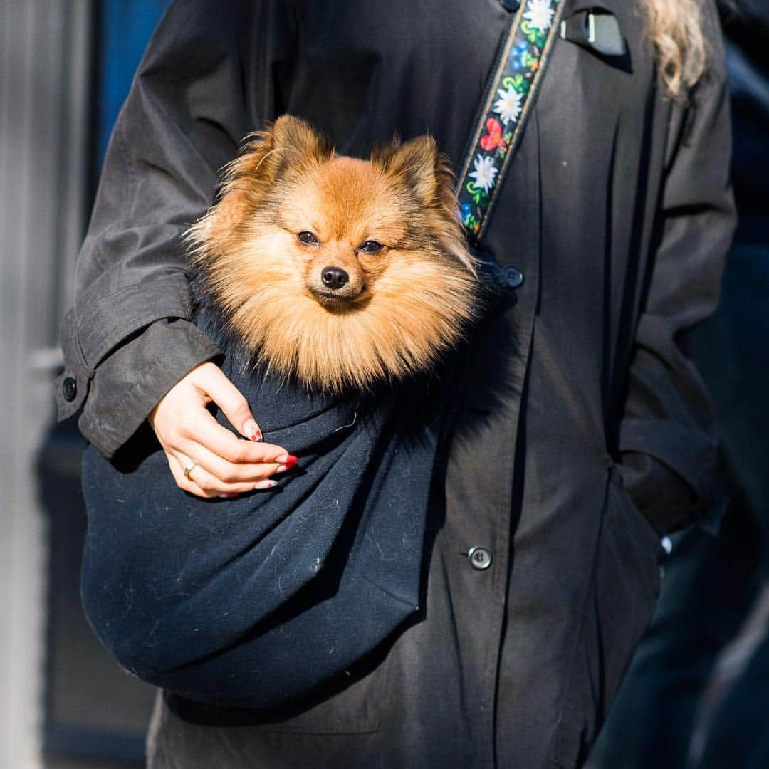 The Dogistさんのインスタグラム写真 - (The DogistInstagram)「Pretzel, Pomeranian (16 m/o), Bleecker & Grove St., New York, NY • “He’s like a rubber ball – he jumps really high.”」3月14日 22時58分 - thedogist