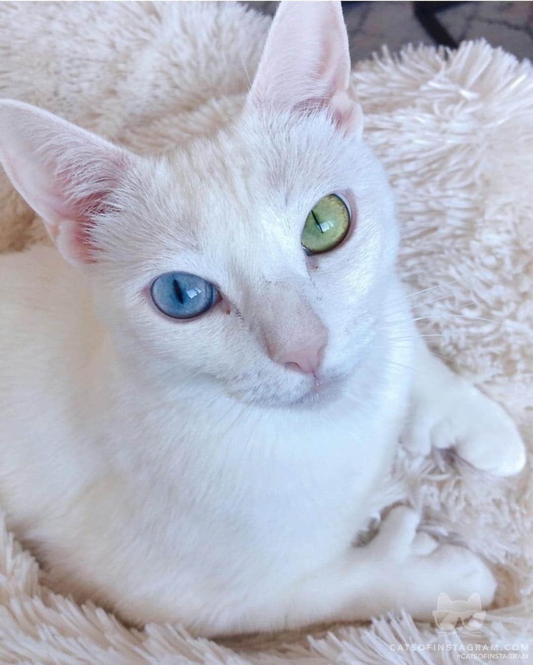 Cats of Instagramさんのインスタグラム写真 - (Cats of InstagramInstagram)「From @sansa.thecat: “What makes me different makes me beautiful” #catsofinstagram」3月14日 23時00分 - cats_of_instagram
